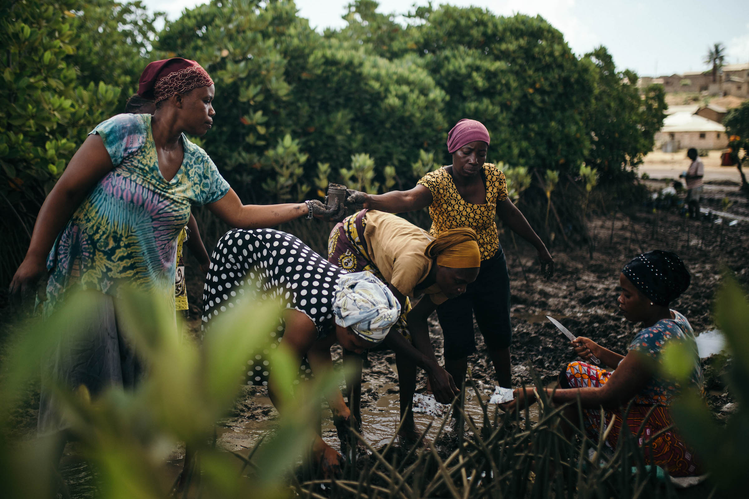 Seaweed farming communities in Kenya