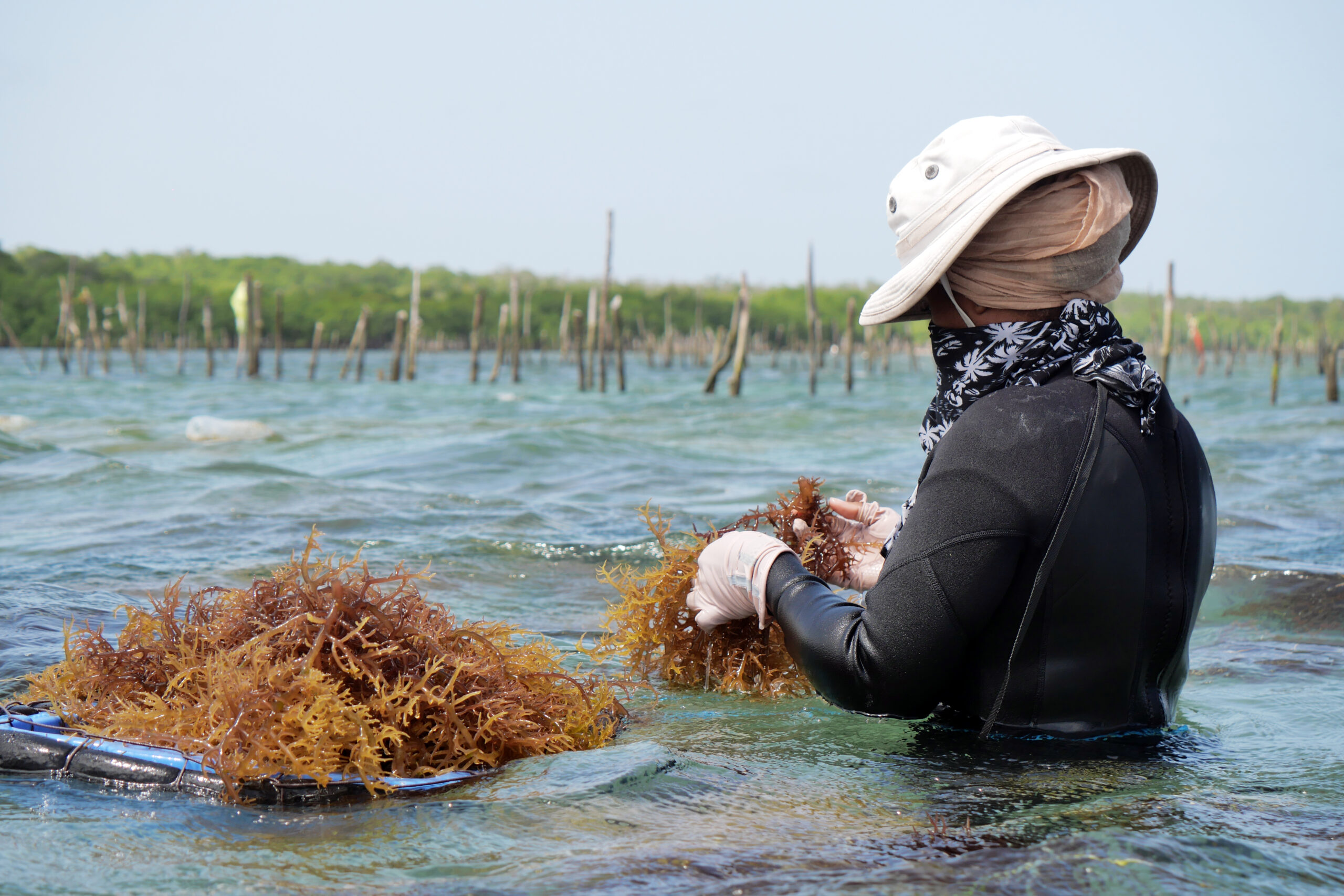 Seaweed farming communities in Kenya